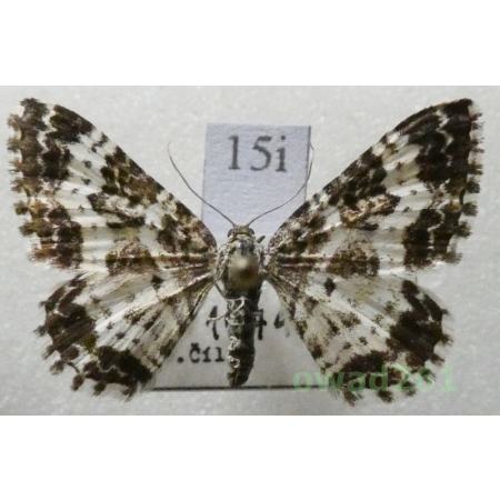 Epirrhoe tristata (Linnaeus, 1758) Czech15i